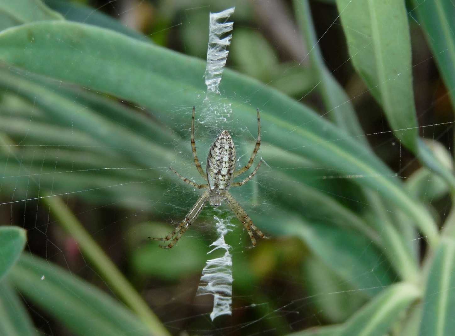 Giovane Argiope bruennichi